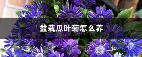 盆栽瓜叶菊怎么养