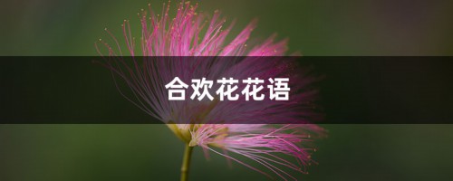 合欢花花语