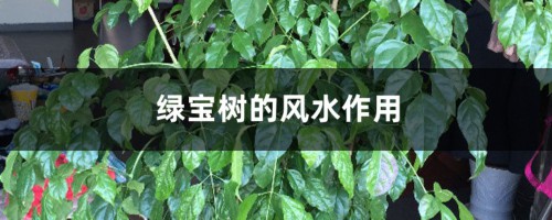 绿宝树的风水作用