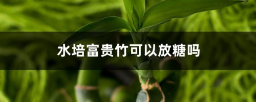 水培富贵竹可以放糖吗，水培富贵竹加多少水