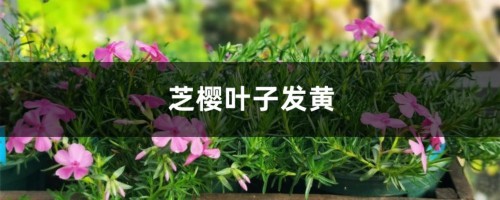 芝樱黄叶的原因和处理办法