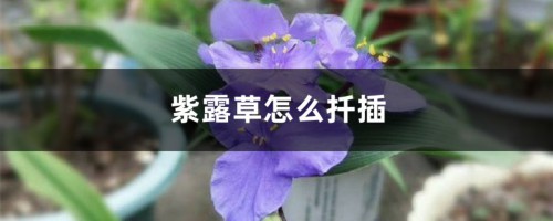 紫露草怎么扦插