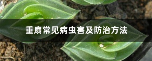 重扇常见病虫害及防治方法